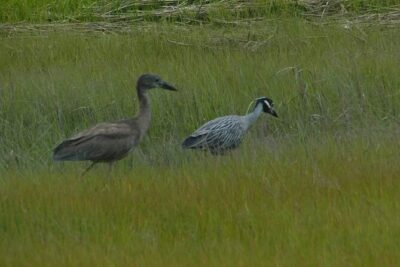 Wetlands Safari Eco-Cruise in Cape May (Osprey Birding By Boat) - What you’ll see in Cape May: ospreys, shorebirds, eagles, turtles, and more