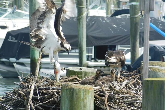 Wetlands Safari Eco-Cruise in Cape May (Osprey Birding By Boat) - Price and value: why $38 can work for birders and non-birders
