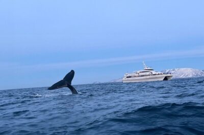 Whale Safari in Tromso - How your 6–8 hours typically plays out on the water