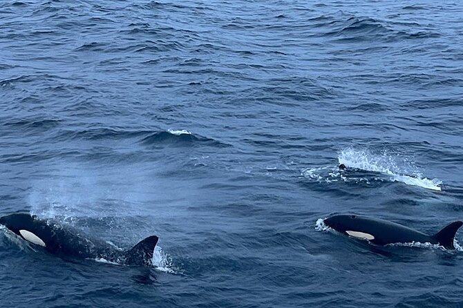 Whale Safari in Tromso - What you’ll see: orcas, humpbacks, and other surprises