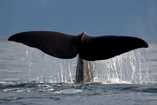 Whale Safari in Tromso - Onboard comfort: WiFi, restrooms, and what to pack