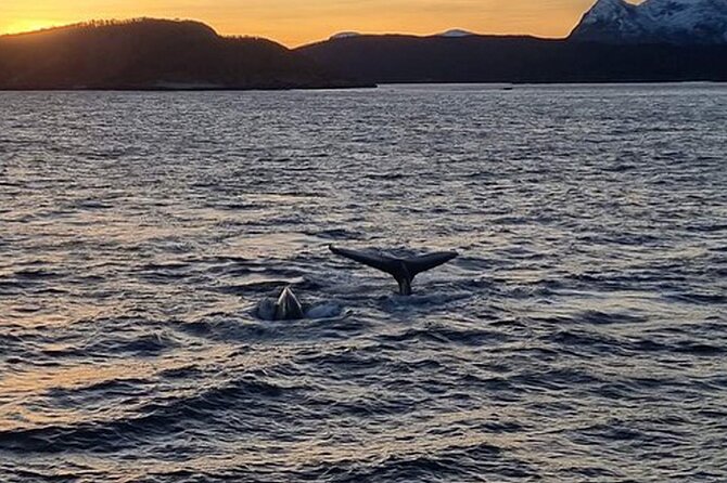 Whale Safari in Tromso - Price and value: is $182 worth it?