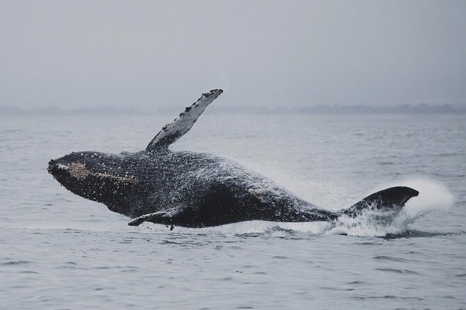 Whale Safari in Tromso - Should you book the Whale Safari in Tromsø?