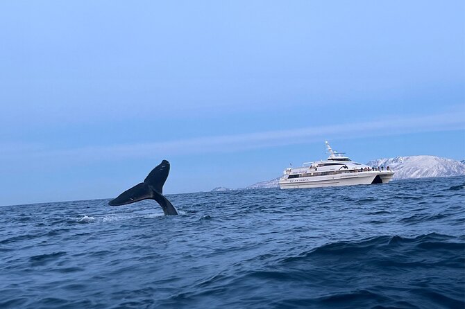 Whale Safari in Tromso - How your 6–8 hours typically plays out on the water