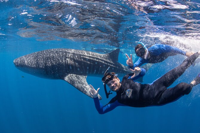 Whale Shark Safari - Key reasons this Whale Shark Safari feels worth it