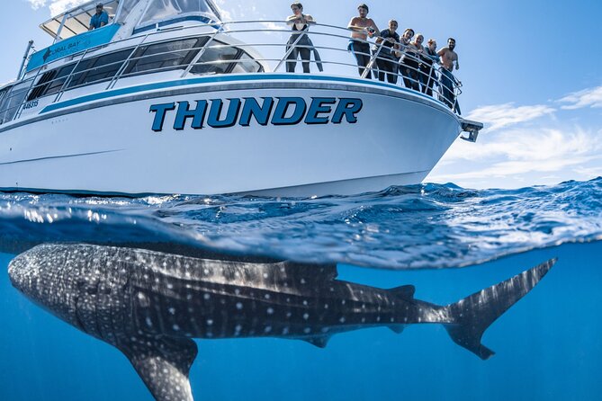 Whale Shark Safari - Spotter-Plane Searching Makes the Day Feel Purposeful
