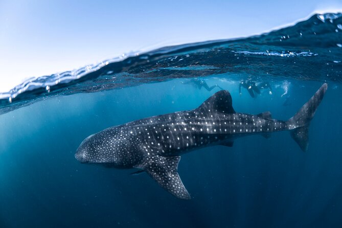 Whale Shark Safari - Lunch, Afternoon Tea, and a Glass of Champagne on the Water