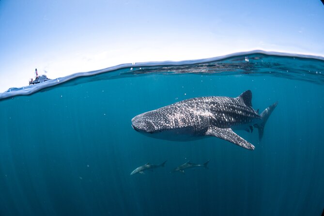 Whale Shark Safari - How Whale Shark Finding Works Once the Plane Spots One