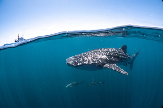 Whale Shark Safari - The Two-Group Rotation: What to Expect in the Water