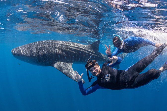 Whale Shark Safari - Price and Value: $251 Plus the DPaW Fee