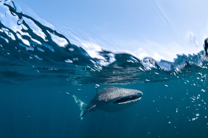 Whale Shark Safari - Weather Matters More Than Most People Think