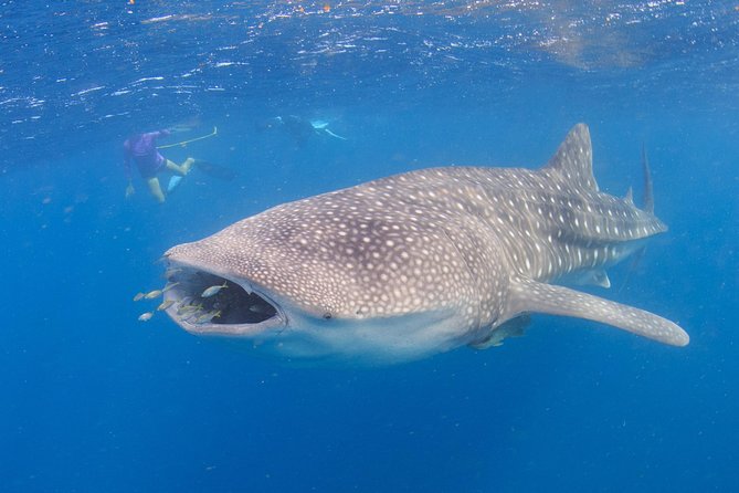 Whale Shark Safari - Reef Snorkeling in Coral Gardens: More Than Just a Warm-Up