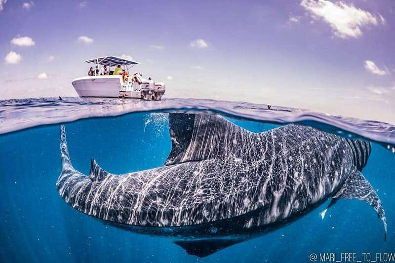 Whale Shark swimming ocean safari all included tour - A family-run whale shark ocean safari in Quintana Roo