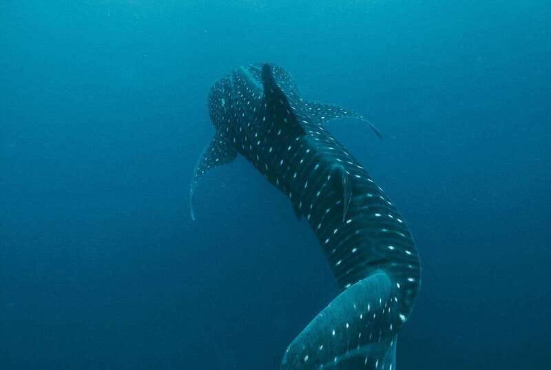 Whale Shark swimming ocean safari all included tour - Cancun pickup vs. meeting at Isla Mujeres dock