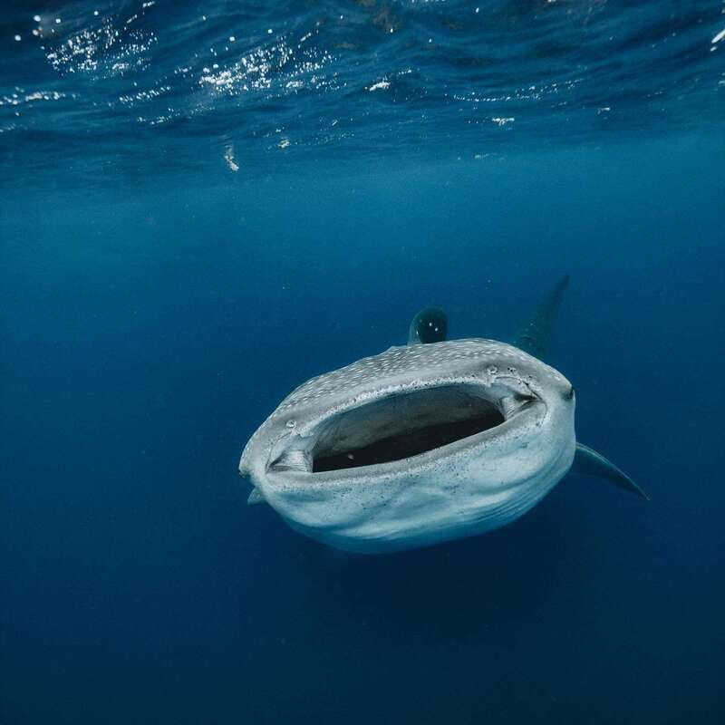Whale Shark swimming ocean safari all included tour - The whale shark swim: rules that protect you and the animals