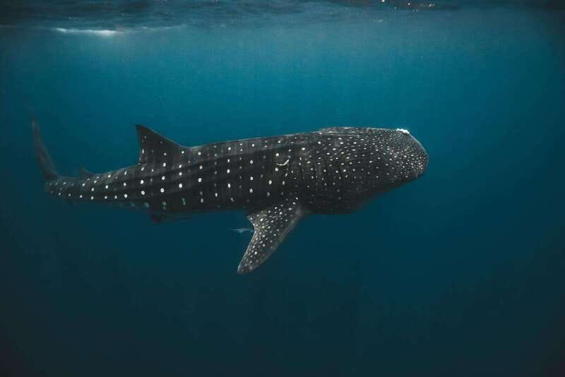 Whale Shark swimming ocean safari all included tour - Snorkeling the reef and Isla Mujeres North Beach stop