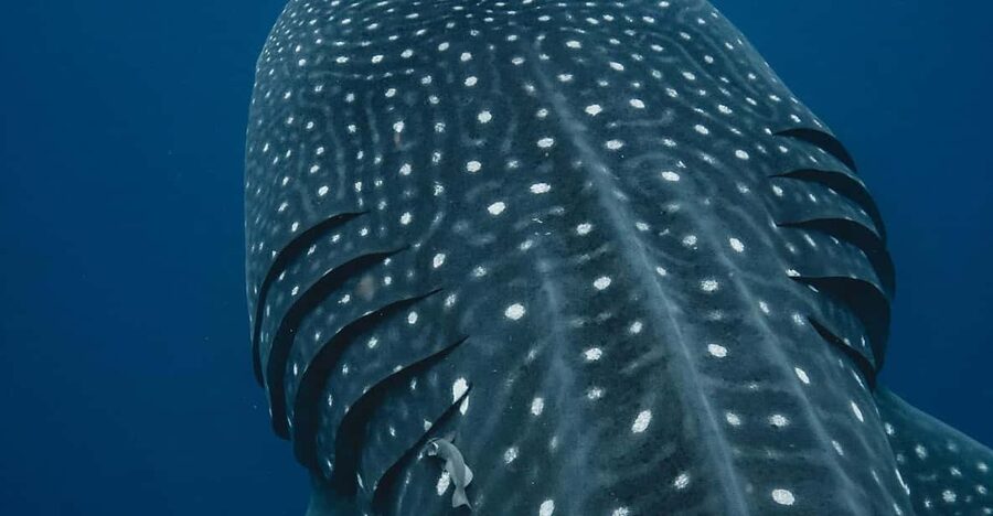 Whale Shark swimming ocean safari all included tour - Lunch, snacks, and drinks on board