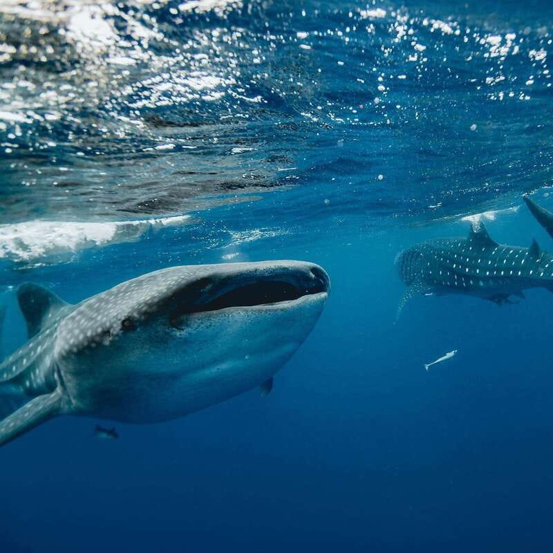 Whale Shark swimming ocean safari all included tour - What the day feels like (and what to bring)