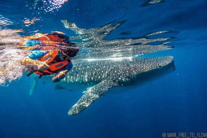 Whale Shark swimming ocean safari all included tour - Price and what you get for $174 per person
