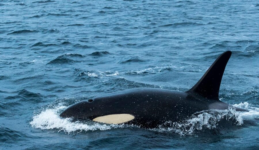 Whale Watching RIB Safari at Skjervøy - Key points before you go
