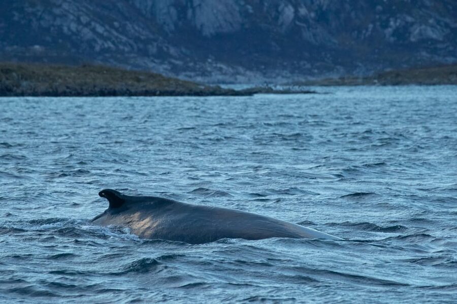 Whale Watching RIB Safari at Skjervøy - Skjervøy’s winter whale grounds: why this trip works