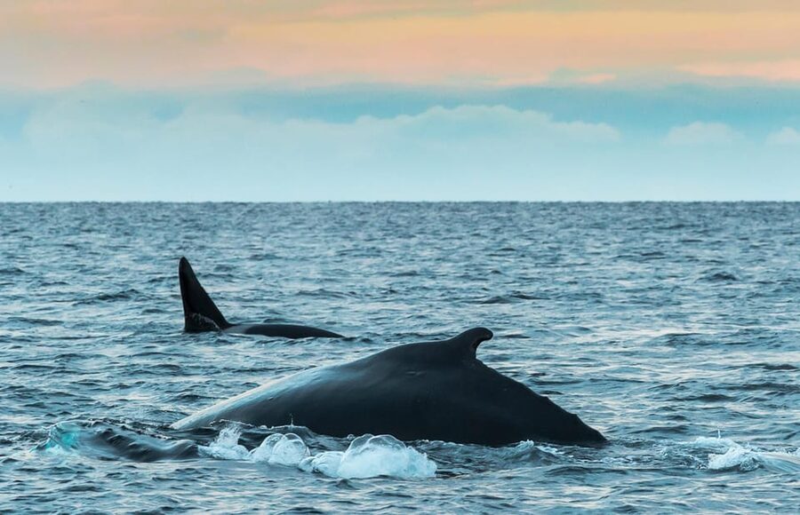 Whale Watching RIB Safari at Skjervøy - Gear that actually matters in Arctic weather