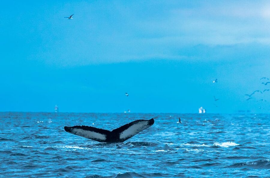 Whale Watching RIB Safari at Skjervøy - What whales you might see: orcas, humpbacks, and fin whales