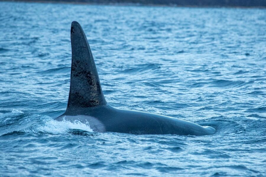 Whale Watching RIB Safari at Skjervøy - Price and value: is $251 per person worth it?