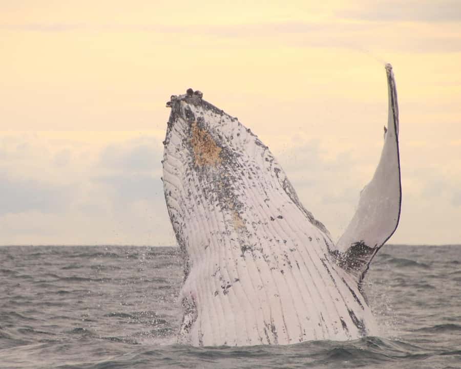 Whale Watching Safari Byron Bay - Key highlights worth planning for