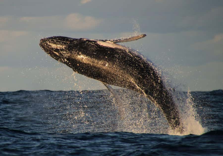Whale Watching Safari Byron Bay - Winter humpback migration, right where you can see it