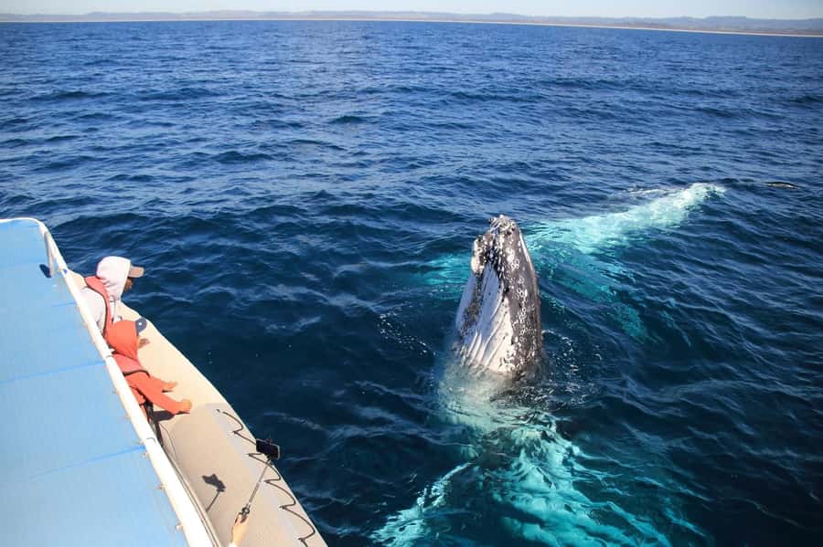 Whale Watching Safari Byron Bay - The onboard guide and the hydrophone: learning what you’re seeing