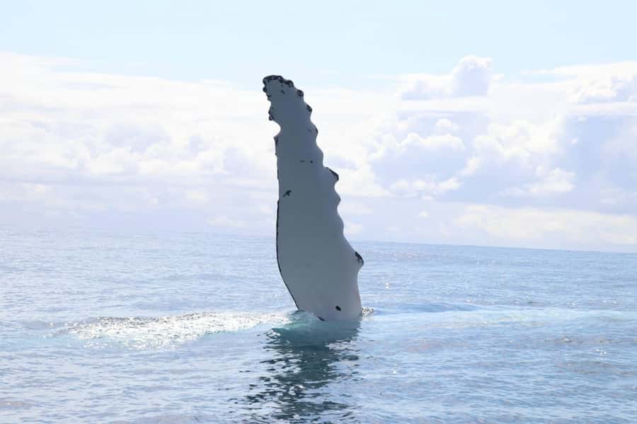 Whale Watching Safari Byron Bay - Apollo 2 setup: comfort and spotting in one package