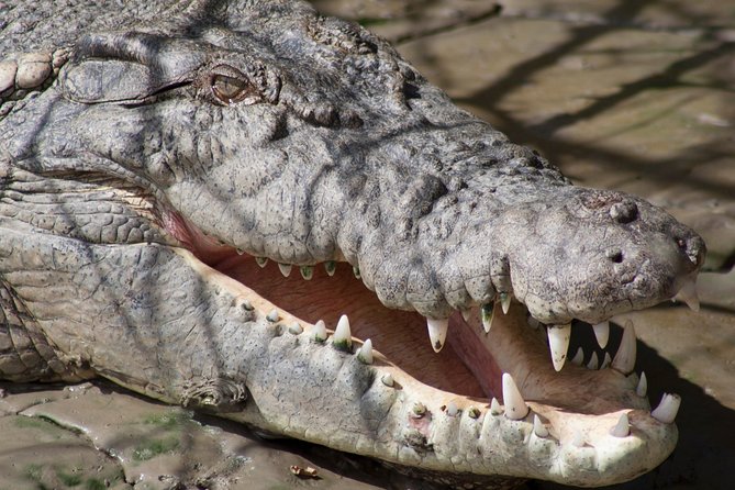 Whitsunday Crocodile Safari - Why this croc safari is more than just a boat ride