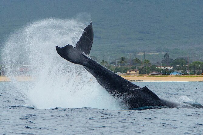 Wild Dolphin Watching and Snorkel Safari Off West Coast of Oahu - West Oahu’s “Right Here” Marine Life Zone