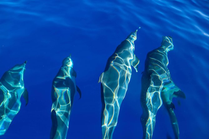 Wild Dolphin Watching and Snorkel Safari Off West Coast of Oahu - What You Can See: Dolphins, Humpback Whales, and More