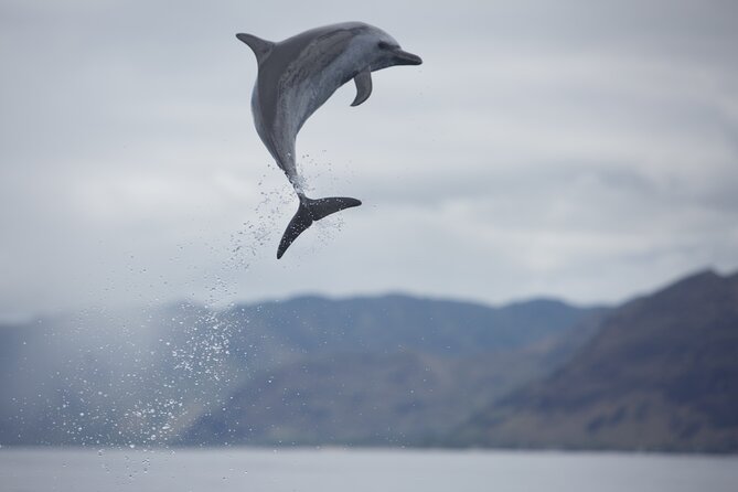 Wild Dolphin Watching and Snorkel Safari Off West Coast of Oahu - Snorkeling Off the West Coast: What’s Included