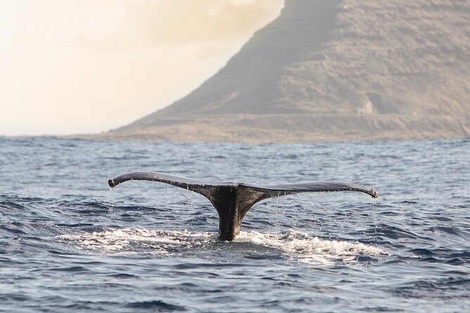 Wild Dolphin Watching and Snorkel Safari Off West Coast of Oahu - The Morning Rhythm: How the 3 Hours Usually Flow