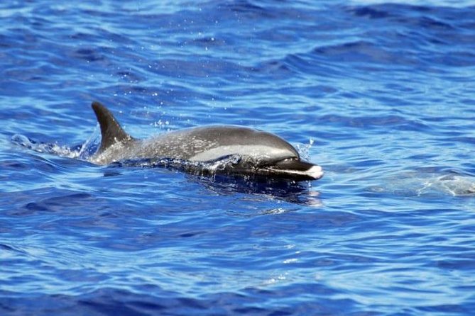 Wild Dolphin Watching and Snorkel Safari Off West Coast of Oahu - Lunch and Refreshments: What You Eat Between Animal Moments
