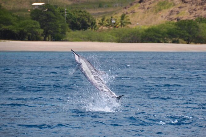 Wild Dolphin Watching and Snorkel Safari Off West Coast of Oahu - Price and Value: Is $193.88 a Good Deal?