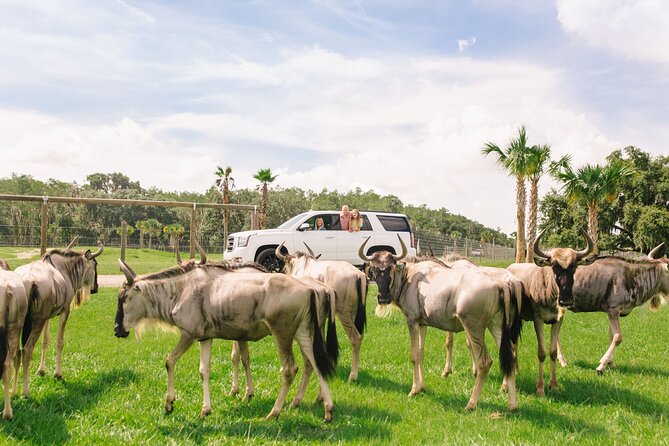 Wild Florida Drive-Thru Safari and Gator Park Admission - Entering the Safari: How to Drive, Stop, and Actually See Animals