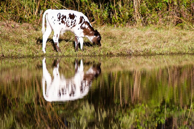 Wild Florida Drive-Thru Safari and Gator Park Admission - Gator Park After the Drive: Walk-Through Exhibits and Live Shows