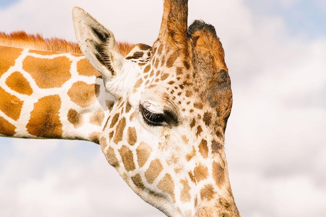 Wild Florida Drive-Thru Safari and Gator Park Admission - Timing Tricks: When to Go and How to Stay Comfortable