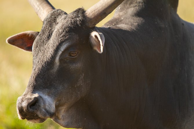 Wild Florida Drive-Thru Safari and Gator Park Admission - What to Watch For: Photo Moments That Usually Happen