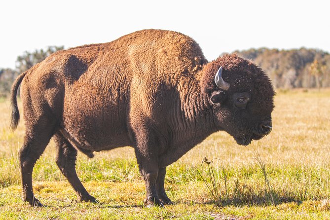 Wild Florida Drive-Thru Safari and Gator Park Admission - Best Fit: Who Will Enjoy This Most