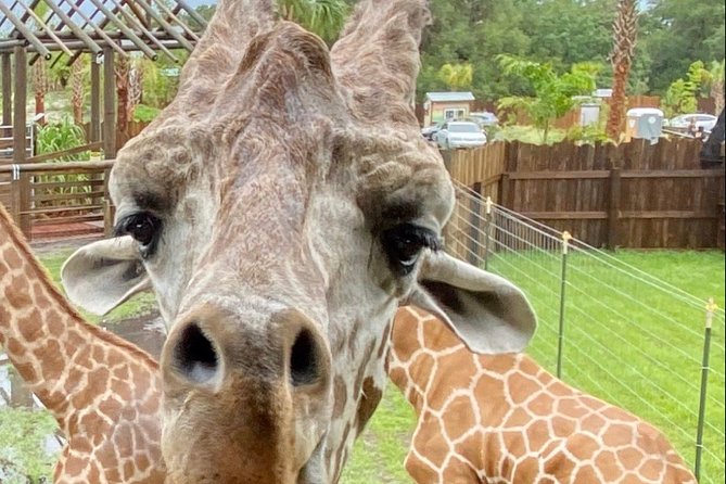 Wild Florida Drive-Thru Safari and Gator Park Admission - The Alligator Pond: Why This Place Talks Conservation