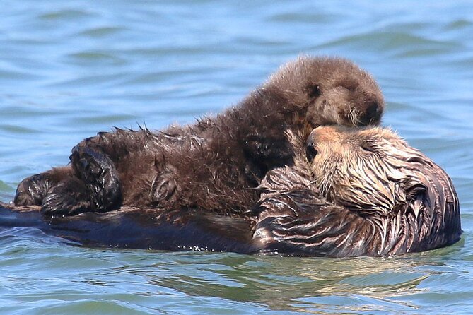 Wildlife Safari Boat Tour in Scenic Monterey Bay Wetland - Why Elkhorn Slough Is a Wildlife Magnet