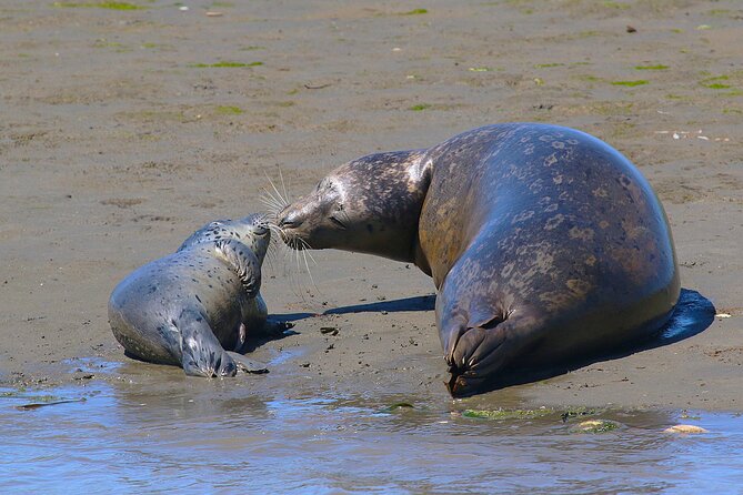 Wildlife Safari Boat Tour in Scenic Monterey Bay Wetland - Elkhorn Slough Guides: The Human Part Makes It Work