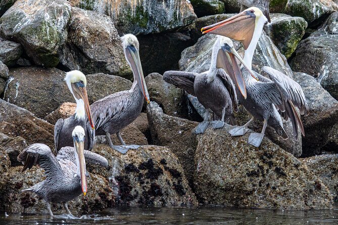 Wildlife Safari Boat Tour in Scenic Monterey Bay Wetland - Price and Value: Is $45 Actually Fair?