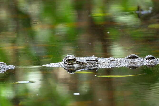 Wildlife Safari Float by Kayak in Peñas Blancas River from Arenal - Wildlife Safari Moments You Can Plan for (Not Just Hope for)