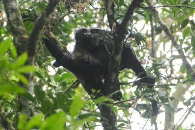 Wildlife Safari Float by Kayak in Peñas Blancas River from Arenal - The 4-Hour Flow: From River Safari to Tita Yolanda’s Kitchen Garden